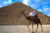 Bedouin on a camel, Dromedary in front of the Pyramids of Gizeh, Egypt