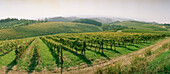 Vineyard, Chianti, Tuscany, Italy