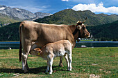 Cows, Silser See, Engadin, Grisons Switzerland