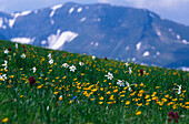 Blumenwiese, Monti Sibillini Nationalpark, Toskana, Italien