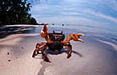 Drohende Landkrabbe mit Eiern, Sparring female cra, Sparring female crab with eggs, Gecarcinidae
