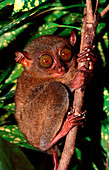 Philippinischer Tarsier, Philippine tarsier, Tarsi, Tarsius syrchta