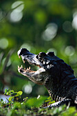 Caiman, Pantanal, Mato Grosso Brazil