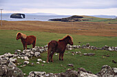 Shetland ponies, Mainland, Shetland Scotland
