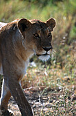 Lioness walking, Serengeti NP Tansania