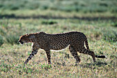Cheetah, Serengeti NP Tansania