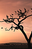 Weißstörche auf einem Baum im Abendlicht, Ostafrika, Afrika