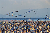 Weiße Pelikane, Lake Manyara National Park, Tansania, Ostafrika