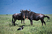 Gnus, Serengeti Natinalpark, Tansania, Afrika