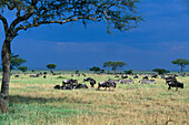 Zebras, Wildbeests, Serengeti NP Tansania