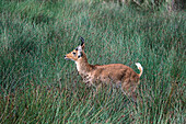 Riedbock, Serengeti Nationalpark, Tansania, Afrika