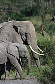 African Elephant with young animal, Serengeti National Park, Tansania, Africa