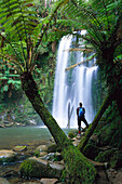 Beauchamp Falls, Rainforest, Otway Nationalpark Victoria, Australia