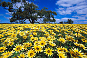 Flowering Meadow, Kangaroo Island South Australia