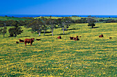 Cows on flowering meadow, Fleurieu Peninsula South Australia