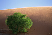 Dunes in Strzelecki Desert, South Australia
