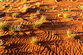 Spinifex Grass in Strzelecki Desert, South Australia