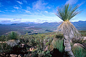 Grass trees, Flinders Ranges NP South Australia