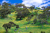 Flowering meadow, Fleurieu Peninsula South Australia