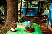 Living boxes in Tokyo, Yoyogi Park, Japan, Homeless community in Yoyogi Park more permanent self made, Japanese style shelter, Hundreds of homeless live in this famous city park Obdachlose, notdürftige Schutzbauten, Pappkarton-Architektur, Plastikplanen, 