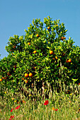 Orangenbaum auf einer Frühlingswiese, Citrus aurantium, Peloponnes, Griechenland