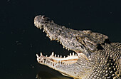 Leistenkrokodil, Salzwasser Krokodil  in der Wildnis, das größte Krokodil, Nahaufnahme, Top End,  Northern Territory, Australien