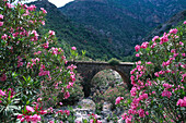 Oleander bushes and old bridge, Parnon Mountains, Peloponnese, Greece