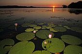 Sunset on billabong, Davidson Safaris, boating trip,  Davidson Arnhemland Safaris, Arnhem Land,  Billabong cruise, Mount Borradaile Camp, Northern Territory, Australia