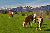 Cows on pasture, Zugspitze, Alps, Upper Bavaria, G, Milchkühe auf der Weide, Oberbayern, Deutschland cows on pasture, Germany