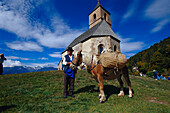 Haflinger Horses, near Hafling South Tyrol, Italy