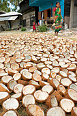 Kokosnuss Ernte, Kokosnüsse zum Trocknen ausgelegt, Havelock, Andamanen, Indien