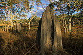 Magnetic termite hill, Nifold Plains, Cape York Peninsula, Queensland, Australia