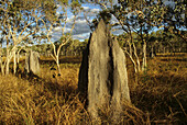 Magnetic termite mound, Australien, Queensland, Magnettermitenhuegel, Magnetic termite hill, Nifold Plains, Cape York Peninsula