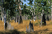 Giant termite mound, Lakefield  National Park, Cape York Peninsula, Queensland, Australia