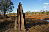 Magnetic termite mound, Cape York Peninsula, Queensland, Australia