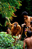 Orang Utan in Auswilderungsstation, Orang-Utan, Pongo pygmaeus, Gunung Leuser Nationalpark, Sumatra, Indonesien, Asien