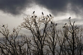 Krähen auf Bäumen, Deutschland