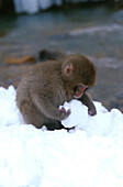 Schneeaffen, Rotgesichtsmakaken, Schneeaffen, Macaca fuscata bei Nagano, Japan