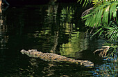 Crocodile in water, Australien, Northern Terirtory, crocodile on water surface, Leistenkrokodil im Wasser