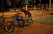 Working dog sitting on motorbike at Wellshot Hotel, Queensland, Australia