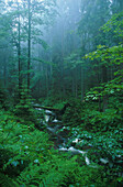 Waldbach, Kleine Ohe, Nationalpark Bayerischer Wald Bayern, Deutschland
