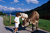 Boy with Cow, Fuessen, Bavaria Germany