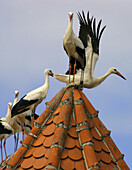 Storcks on rooftop