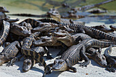 Alligatoren, Everglades, Florida USA