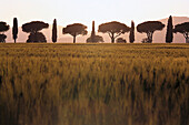 Maremma near Grosseto, Tuscany, Italy