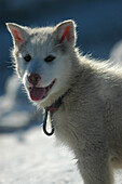 Sledge dog, Puppy, Ilulissat Greenland
