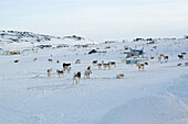 Sledge dogs standing in the snow, Ilulissat, Greenland