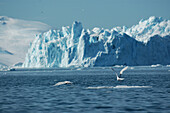 Eislandschaft, Ilulissat, Grönland