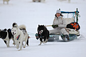 Dog Sledging, Ilulissat- Greenland