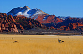 Landscape with mountain at Zion National Park, Springdale, Utah, USA